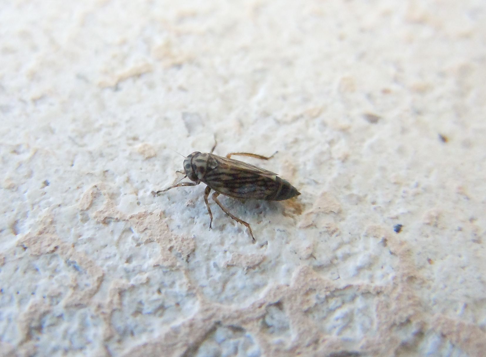 Cicadellidae sottofamiglia Agalliinae sp.